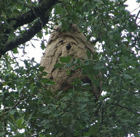 Nid de frelons asiatiques